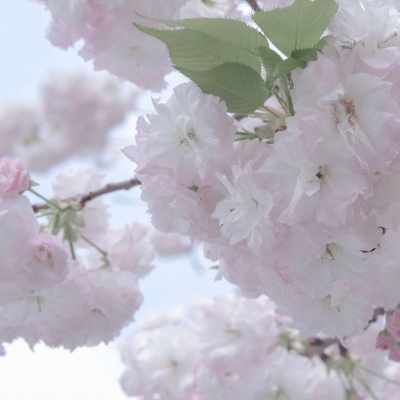 Furry插画元素设计技巧兽圈群